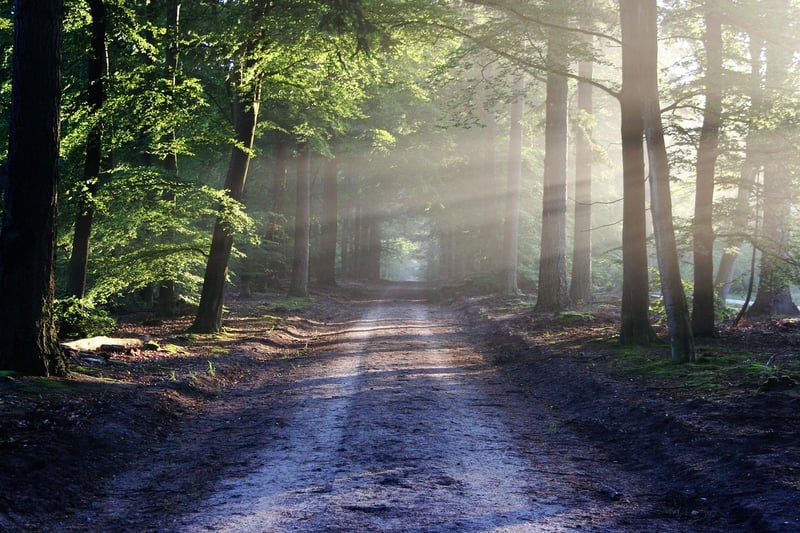 Forest trail
