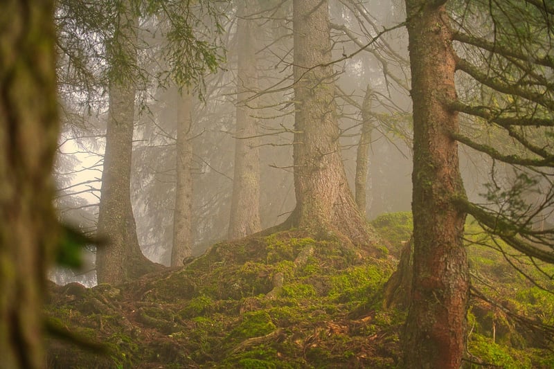 Forest path